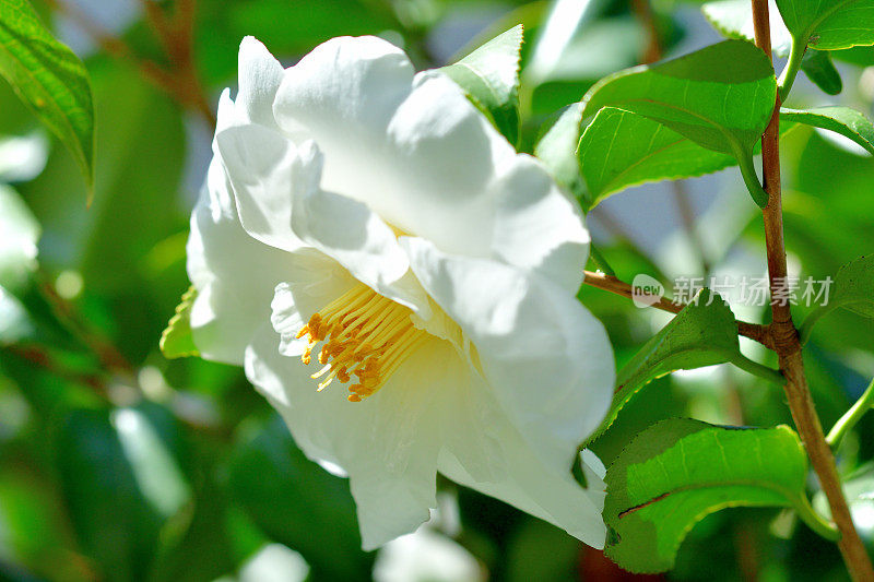 山茶花/日本山茶花花:红色，粉红色和白色